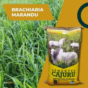 Brachiaria Marandu convencional (SPV 50 / 20 KG)