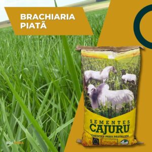 Brachiaria Piata convencional (SPV 50 / 20 KG)