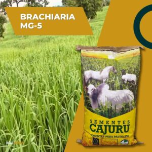 Brachiaria MG-5 convencional (SPV 50 / 20 KG)