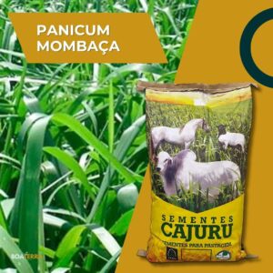 Panicum Mombaça Convencional (SPV 40 / 20 KG)