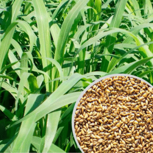 Semente Brachiaria Ruziziensis (cópia) (cópia) (cópia) - 30kg