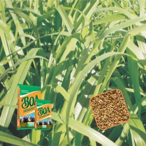 Brachiaria Brizantha Marandu -10KG