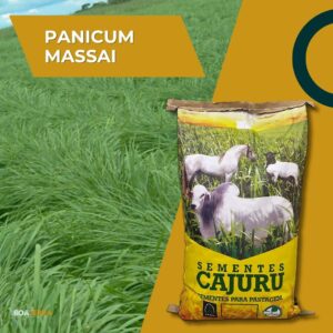 Panicum Massai Convencional (SPV 80 / 10 KG)