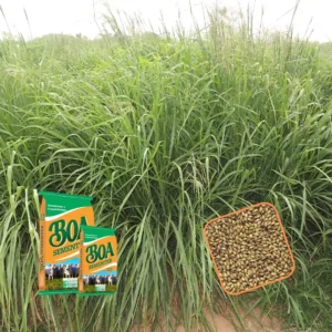 PANICUM MAXIMUM MASSAI – 10 KG