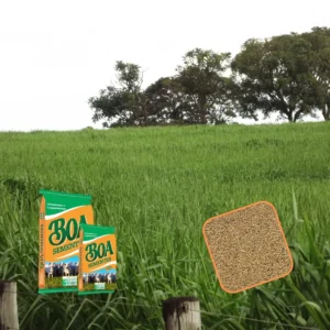 PANICUM MAXIMUM MOMBAÇA Incrustada – 10KG (Revestida)