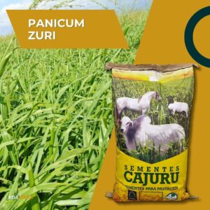 Panicum Zuri Incrustada (SPV 80 / 10 KG) (Revestida)