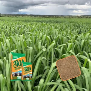 PANICUM MAXIMUM MIYAGUI – 10 kg