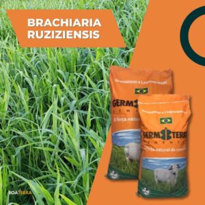 Brachiaria RUZIZIENSIS - saca 20 KG